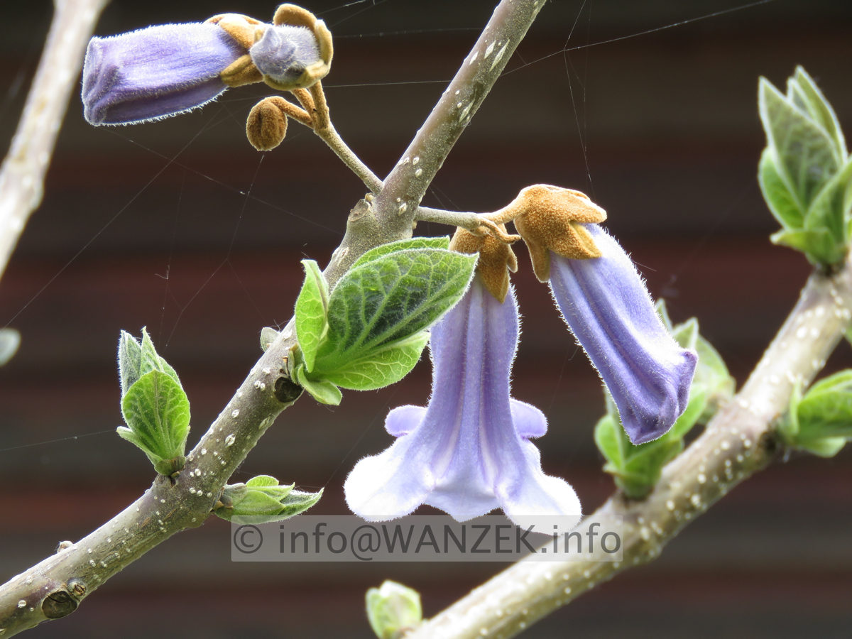 Paulownia tomentosa - Bluetenmacro 01.JPG